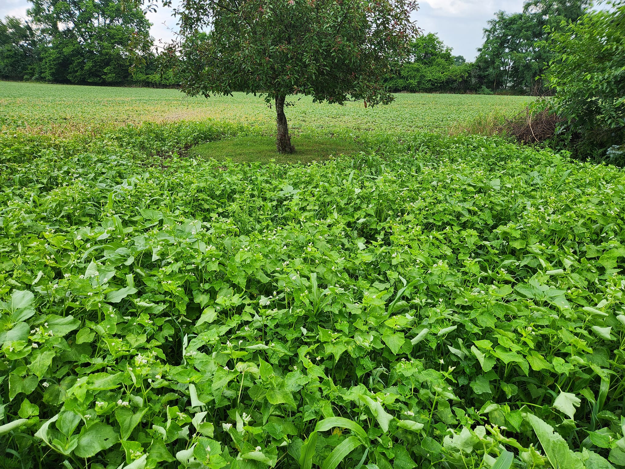 Food Plots